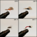 Eco Dry Flies